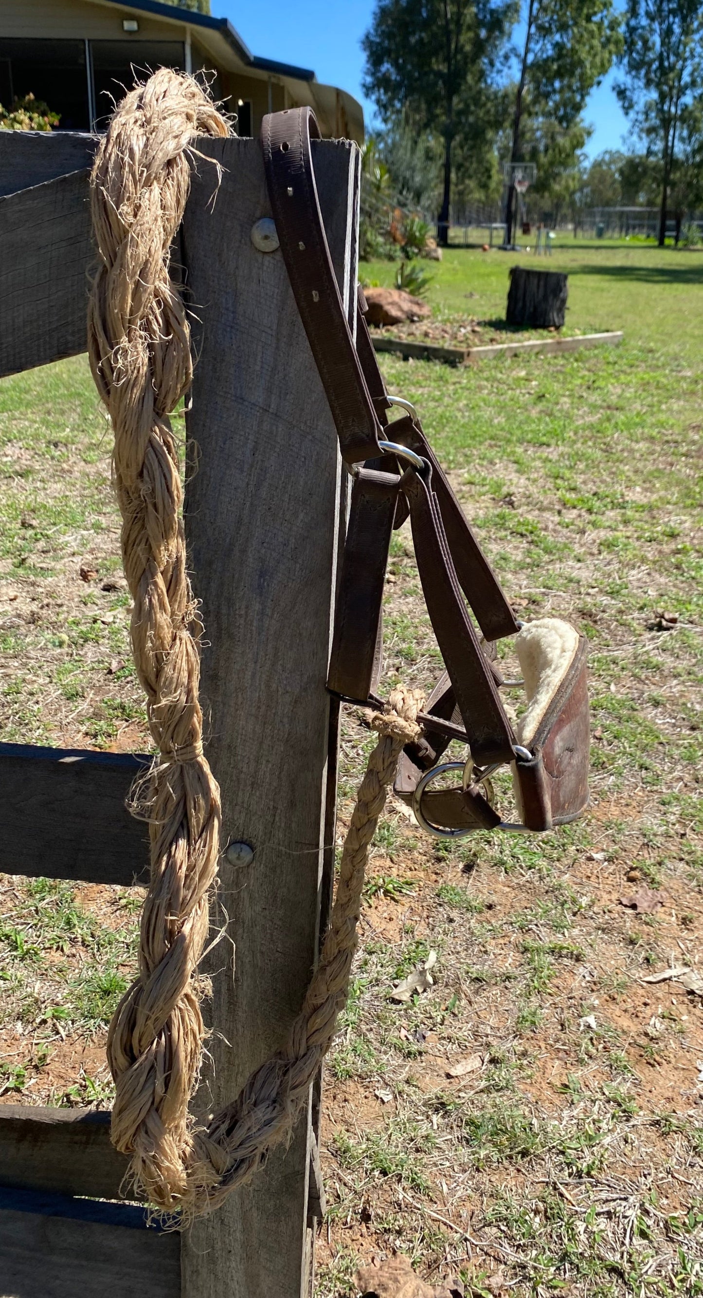 Bronc Halter And Rein