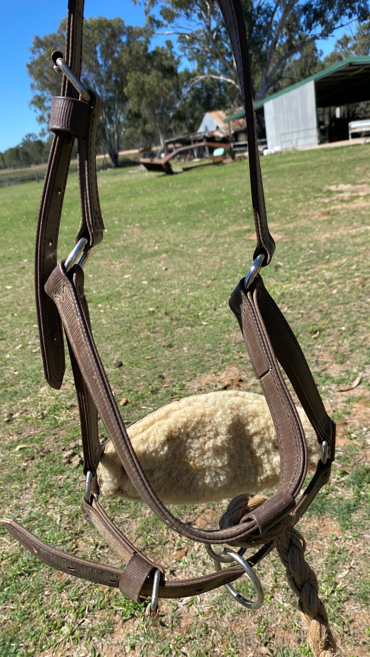 Bronc Halter And Rein